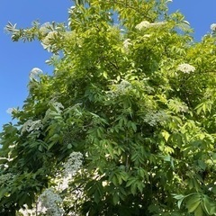 エルダーフラワーの花