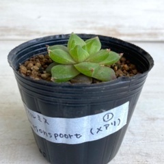 多肉植物　特ダルマシンビフォルミス①の画像