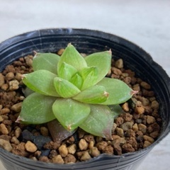 多肉植物　特ダルマシンビフォルミス①の画像