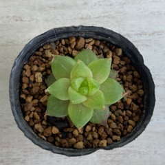 多肉植物　特ダルマシンビフォルミス①の画像