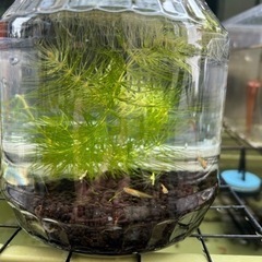メダカ3匹とミナミヌマエビ2匹、水草　飼育セット