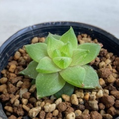 売り切れました　多肉植物　特ダルマシンビフォルミス②の画像