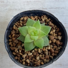 売り切れました　多肉植物　特ダルマシンビフォルミス②の画像