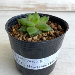 売り切れました　多肉植物　特ダルマシンビフォルミス②の画像