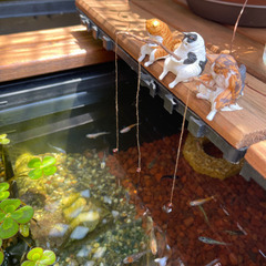 メダカ　MIX 鳥取市内‼︎ 
