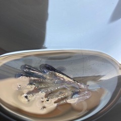 限定2❗️🌈ラメ系メダカ　ML6匹🌈の画像