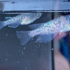 1セット限定❗️🌈ラメ系メダカ　ML6匹🌈