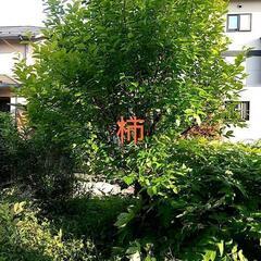 庭木 植木 色々無料あげます 作業はご自身でお願いします。の画像