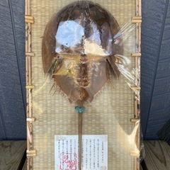 最終値下げ★ カブトガニ　標本