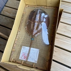 最終値下げ★ カブトガニ　標本の画像