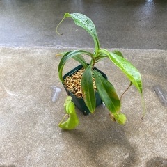 観葉植物①(ウツボカズラ)