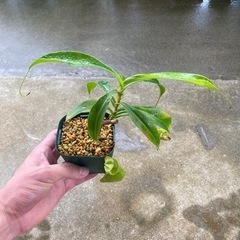 観葉植物①(ウツボカズラ)の画像