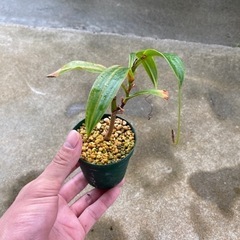観葉植物②(ウツボカズラ)