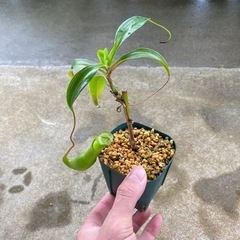観葉植物③(ウツボカズラ)