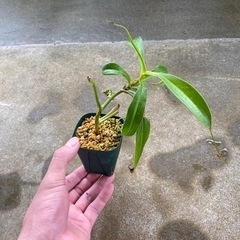 観葉植物④(ウツボカズラ)