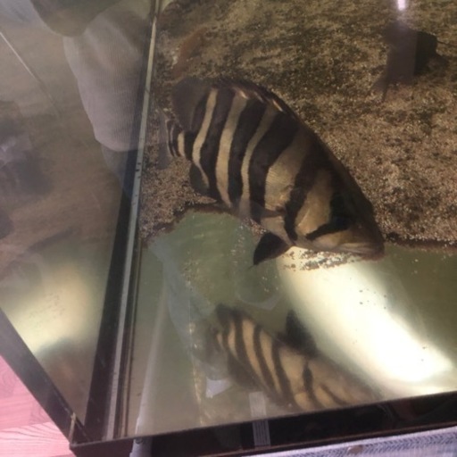 ダトニオ