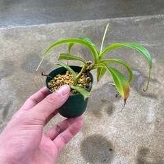 観葉植物⑤ウツボカズラ