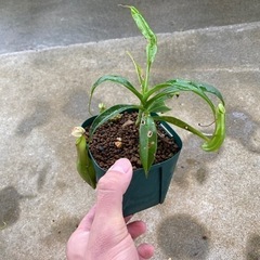 観葉植物⑥(ウツボカズラ)