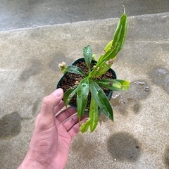観葉植物⑥(ウツボカズラ)の画像