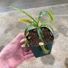 観葉植物⑥(ウツボカズラ)の画像