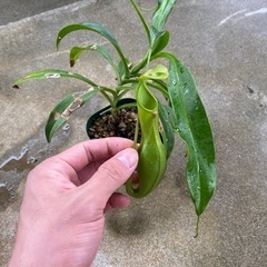 観葉植物⑦(ウツボカズラ)の画像