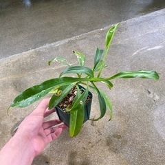 観葉植物⑦(ウツボカズラ)の画像