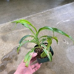 観葉植物⑦(ウツボカズラ)