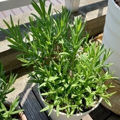 【植物】ハーブ・ラベンダー5~6号鉢植えの画像