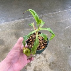観葉植物⑧(ウツボカズラ)の画像