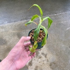 観葉植物⑧(ウツボカズラ)の画像