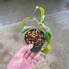 観葉植物⑧(ウツボカズラ)