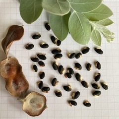 パールアカシアの種　50粒