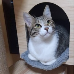 悩んだ末に保護しました。 - あま市