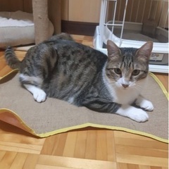 悩んだ末に保護しました。