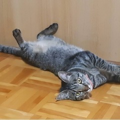 悩んだ末に保護しました。 − 愛知県