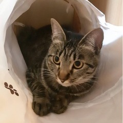 悩んだ末に保護しました。 - 猫