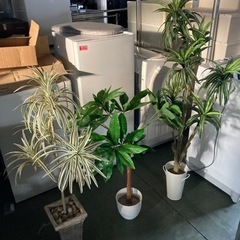 ● 人工観葉植物、1つ2000円