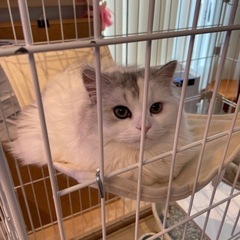 猫の里親さん募集しています【一旦募集を停止します】