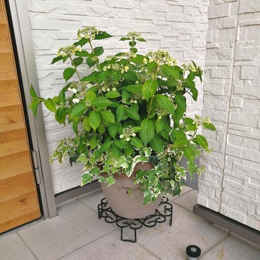 【問い合わせ中】激安❗　人気のアジサイ　ブライダルシャワー　花鉢　植物　寄植え