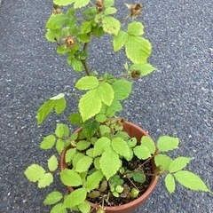 ラズベリー① 実ができかけています🍓