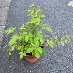 ラズベリー② 実ができかけています🍓