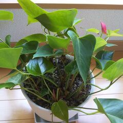 🍃【アンスリューム】🌱7号プラ鉢お譲りします🌱