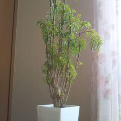 🍃【ポリシャス】🌱4号プラ鉢お譲りします🌱