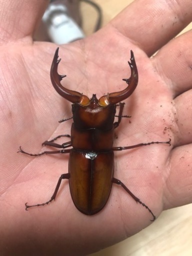 トカラノコギリ　ペア
