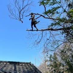 草刈り、伐採、剪定、植木の画像