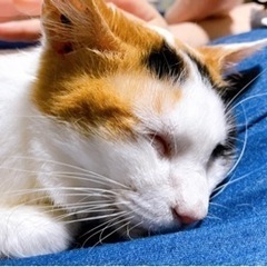 猫ボランティアをしています。不要になった猫用品をいただけると助かります