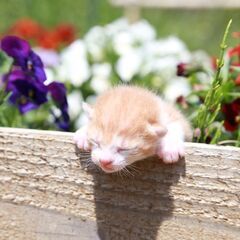 現在、親子全員を飼って下さる里親様が見つかり交渉中です、親子で暮らせたら最高に幸せだと思いますので、子猫だけの譲渡希望の方は譲渡中止となってしまいます、お手数をおかけし、大変ご迷惑をおかけしました - 猫
