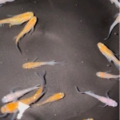 煌ヒレナガメダカ　画像の中からペア