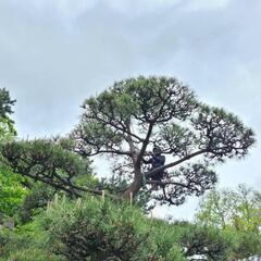 【造園業】未経験者歓迎・経験者優遇。日給10000～18000 週払い検討します。の画像