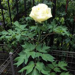 【造園業】未経験者歓迎・経験者優遇。日給10000～18000 週払い検討します。の画像